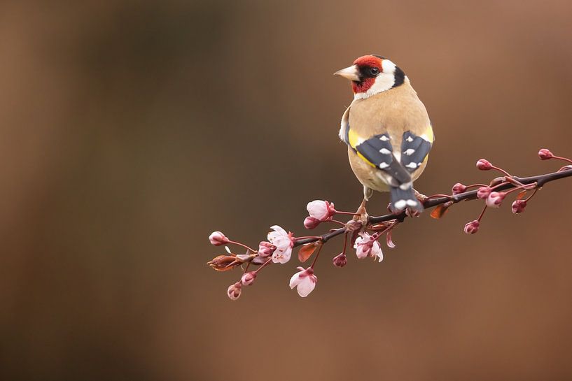 Chardonneret sur les premières fleurs de cerisier par Kris Hermans