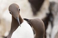 Vogels | Bijzondere ogen - gebrilde zeekoet tijdens de balts - Farne eilanden van Servan Ott thumbnail