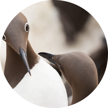 Vogels | Bijzondere ogen - gebrilde zeekoet tijdens de balts - Farne eilanden van Servan Ott