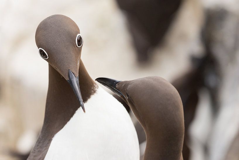 Oiseaux | Yeux spéciaux - guillemot à lunettes pendant la parade nuptiale - îles Farne par Servan Ott