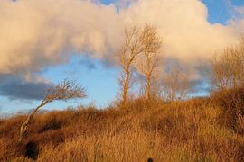 Fat clouds in the evening