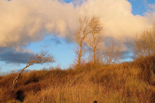 Fat clouds in the evening