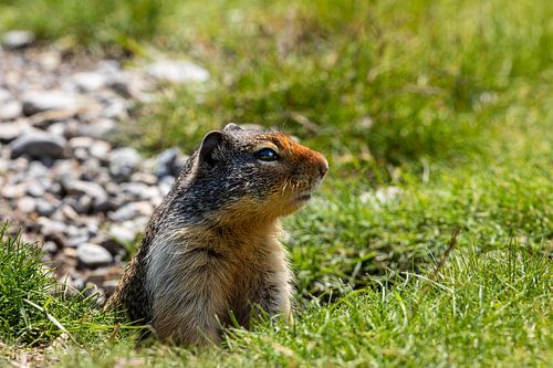 Prairiehond in de Rocky Mountains