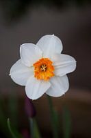 Daffodil(t)