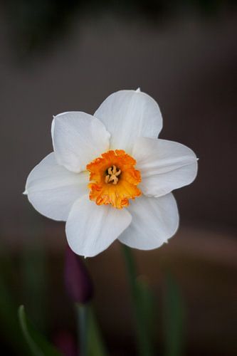 Daffodil(t)