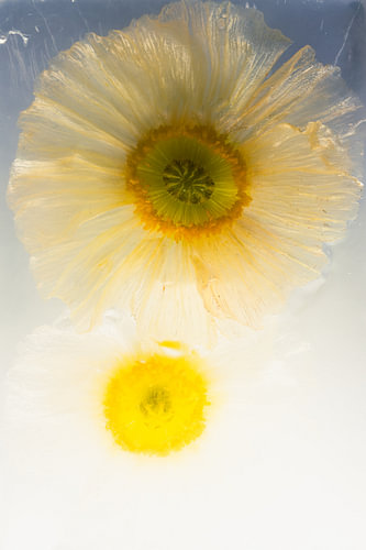 Isländischer Mohn in Eis 2