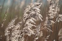 Riet
