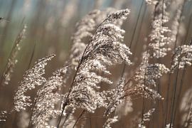 Riet by Bo van der Helm
