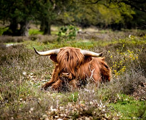 Scottish Highlander