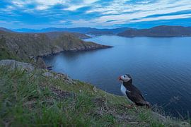 Puffin in its natural habitat by Larissa Rand