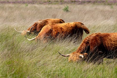 Schotse Hooglanders op de Strabrechtse heide