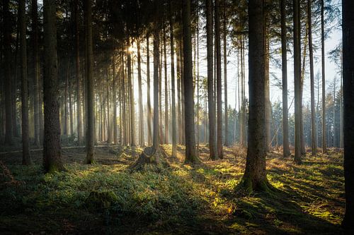 Forêt d'épicéas dans une clairière ensoleillée au printemps