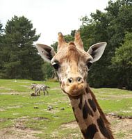 Nieuwsgierige giraffe