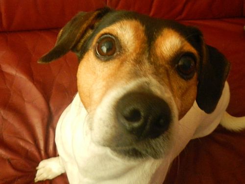 Jack Russel