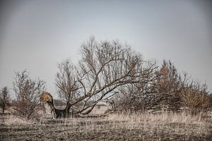 lauwersmeergebied friesland van anne droogsma