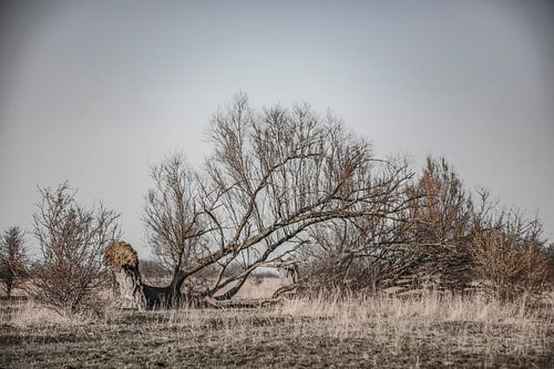 lauwersmeer area friesland