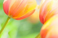 Close-up van prachtige kleurrijke tulpen in het voorjaar van Bas Meelker thumbnail
