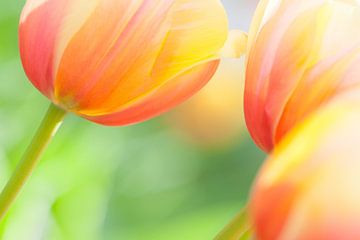 Close-up of beautiful colourful tulips in spring by Bas Meelker