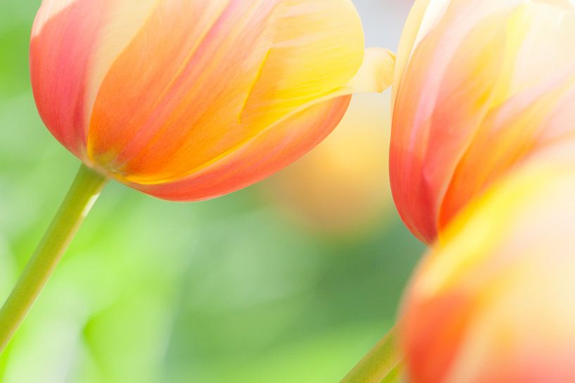 Gros plan sur de belles tulipes colorées au printemps par Bas Meelker