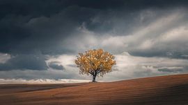 Solitude sur Thomas de Franzoni