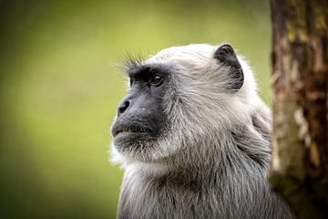 Un singe enterré dans ses pensées
