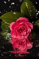 The tears of love...