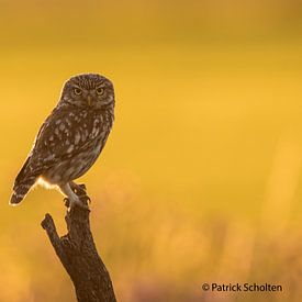 Little Owl by Patrick Scholten