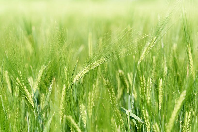 Barley in a field in early summer by Heiko Kueverling