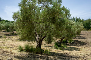 Olivenbaumplantage in einer griechisch-mediterranen Landschaft