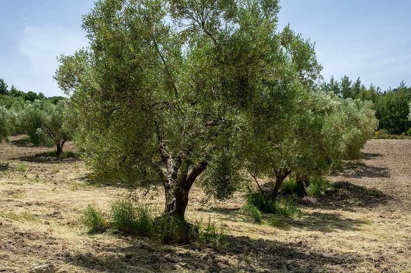 Olivenbaumplantage in einer griechisch-mediterranen Landschaft von Animaflora PicsStock