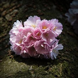 Kirschblüte von Johan Zwarthoed