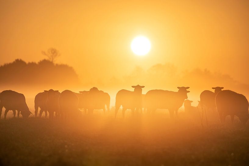 Silhouettes d'un troupeau de moutons dans une prairie au lever du soleil par Olha Rohulya