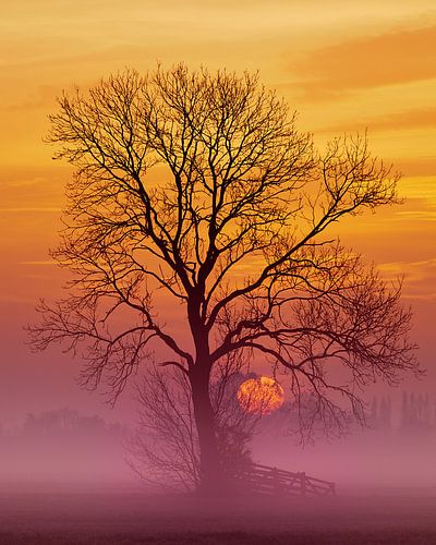 Golden sunrise