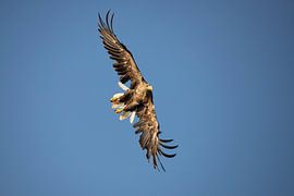 Weißkopfseeadler, Haliaeetus albicilla