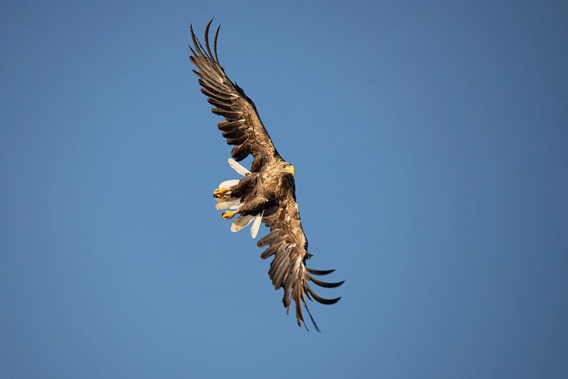 Weißkopfseeadler, Haliaeetus albicilla von Gert Hilbink