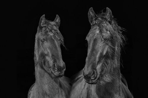 Fries paard, kleur en zwart/wit. Friesian.