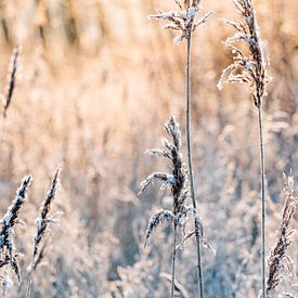 rietpluimen in de sneeuw van Elske Hazenberg