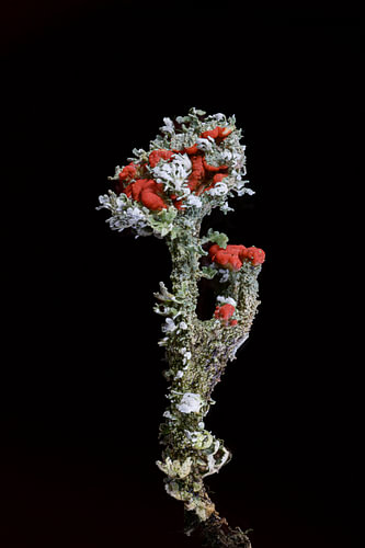Red cup moss against a black background
