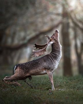 Fallow deer in oestrus by Tom Zwerver