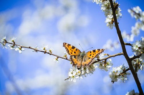 Vlinder op sleepruimen bloesems