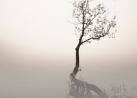 Tree in misty morning