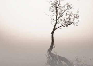 Baum am nebligen Morgen von Carina Meijer ÇaVa Fotografie