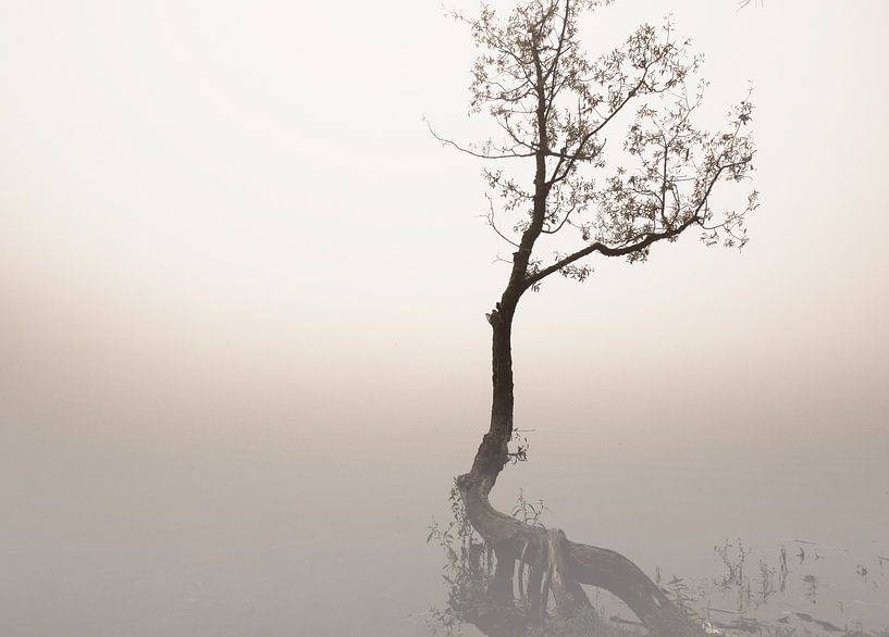 Arbre dans un matin brumeux par Carina Meijer ÇaVa Fotografie