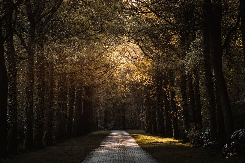 Golden road through the forest of Twente by Holly Klein Oonk