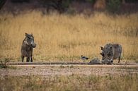 Warthog Pumbaa in Etosha National Park, Namibia Africa by Patrick Groß thumbnail