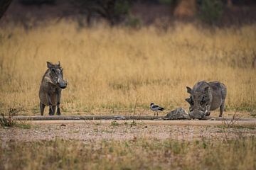 Warthog Pumbaa in Etosha National Park, Namibia Africa by Patrick Groß