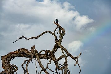 As long as the birds sing, there is hope by Paula Romein