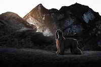 Afghan Hound Tini in Iceland