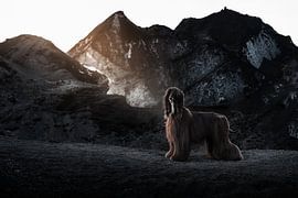 Afghan Hound Tini in Iceland by Traveling dogs