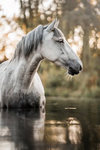 Paard in Reflectie Stilte aan het Wateroppervlak van Femke Ketelaar